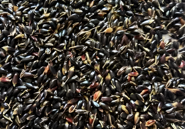 Fodder Seeds