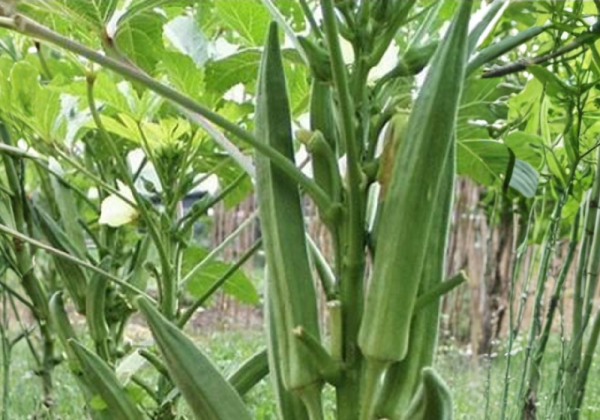 OKRA HYBRID PARI