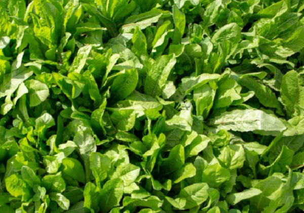 Kasni Chamatkar (Double Filtered)